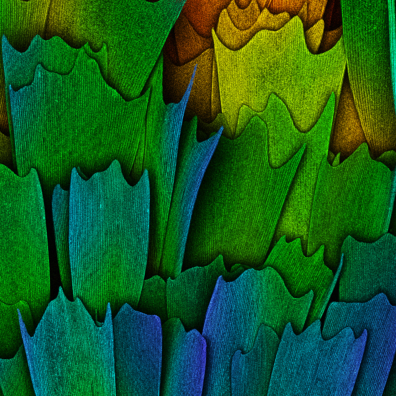 Illustration for article titled Las mejores microfotografĂas del año nos muestran la increĂble belleza de lo que no podemos ver